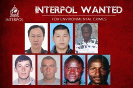 Pourquoi Interpol s’intéresse-t-elle à la criminalité environnementale ?
