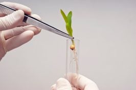 Une nouvelle guerre anti-OGM en perspective ?