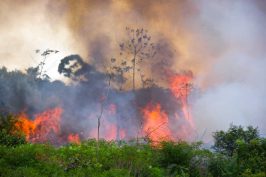 Incendies en Amazonie : la responsabilité des Etats en question